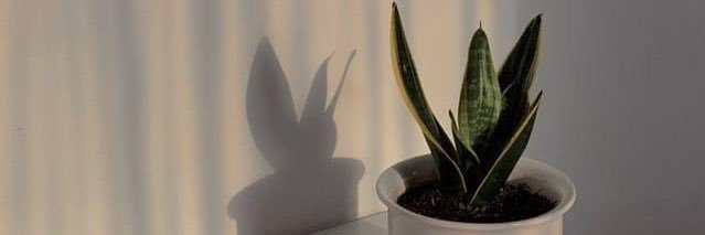 ลอพอ banner