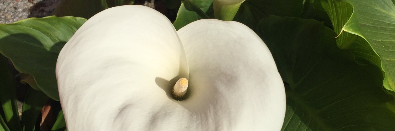 spar tom#TAEM#FOSHUR banner