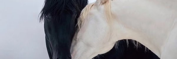 WasteFox Profile Banner