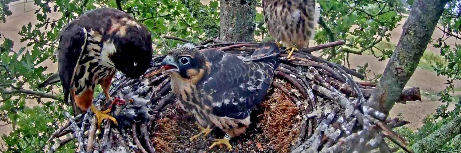 Dorset Raptor Study Group banner