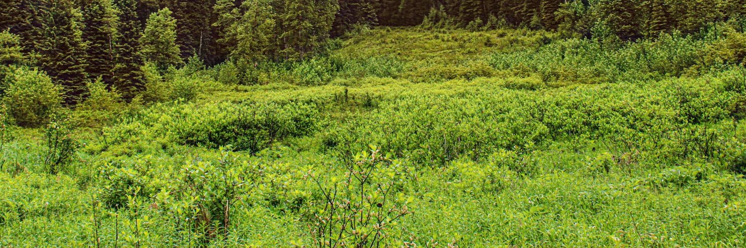 Leslie Forest banner