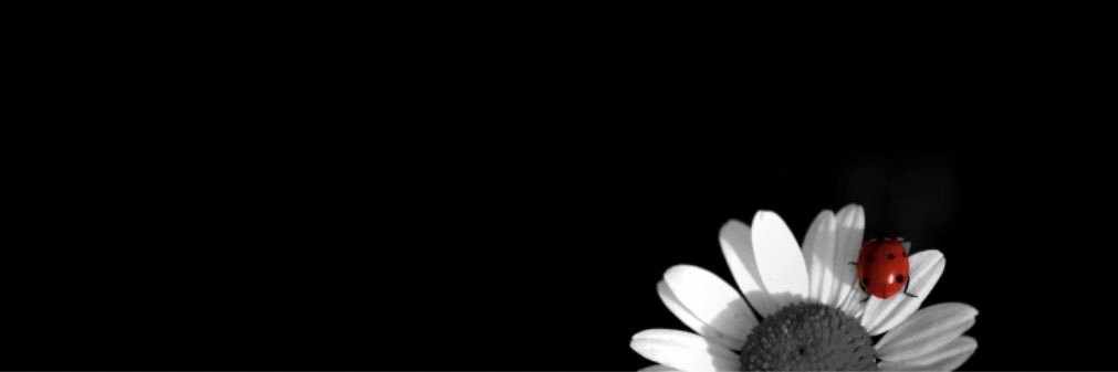 Sarah_1017's profile banner image
