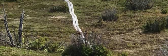 Elisabeth Dahlin banner