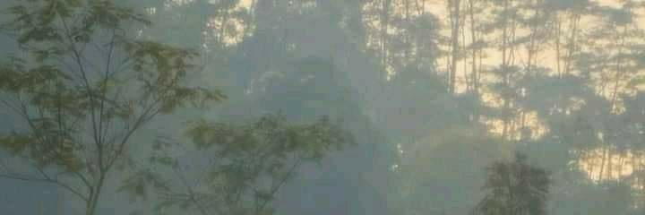 Nopal banner