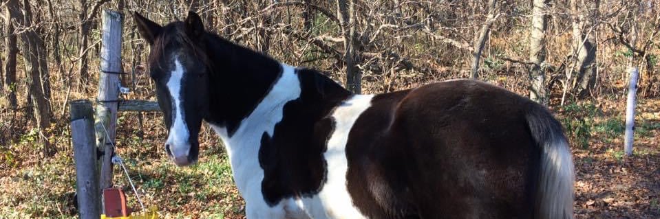 Christina Girton banner