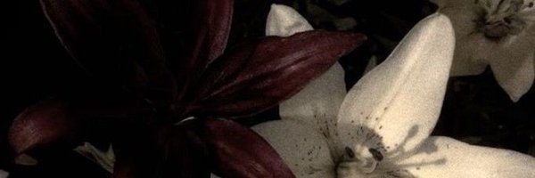 summerdazec Profile Banner