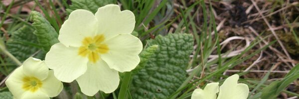 GinnyRhind Profile Banner