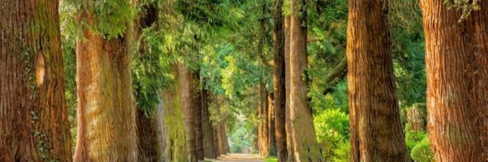 🌲🌲Árboles Contra el Cambio Climático Granada🌳🌳 banner