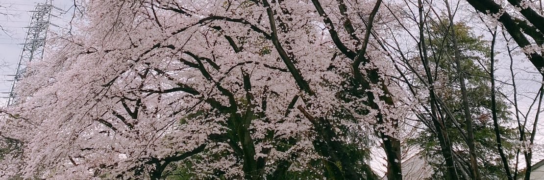 Takeshi banner