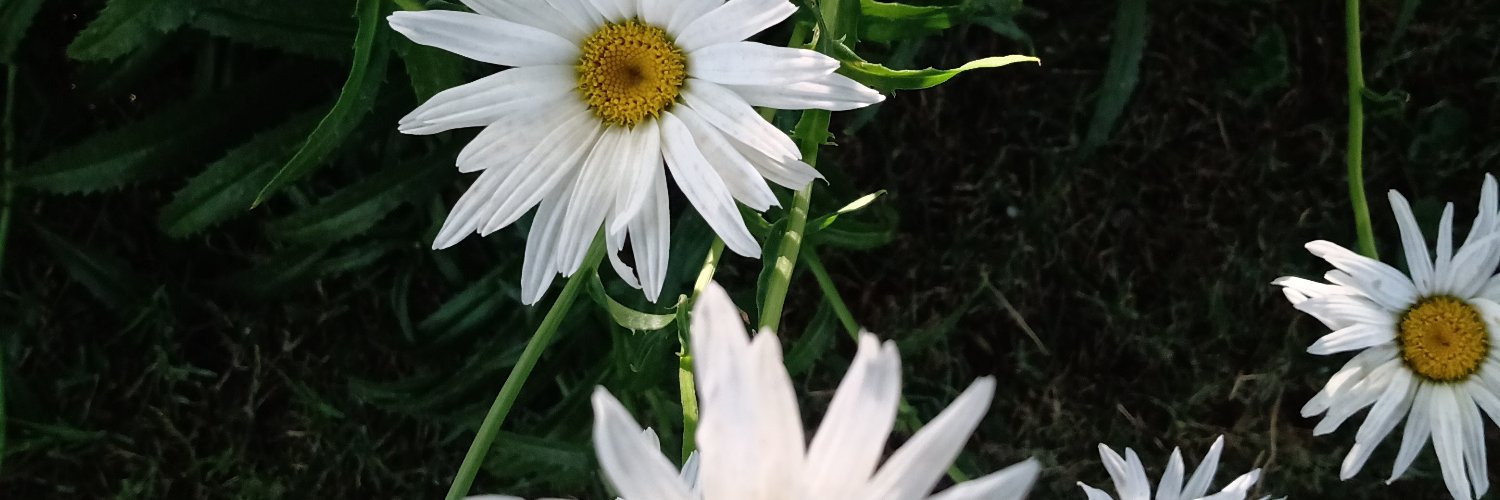GuadaBarboni's profile banner image