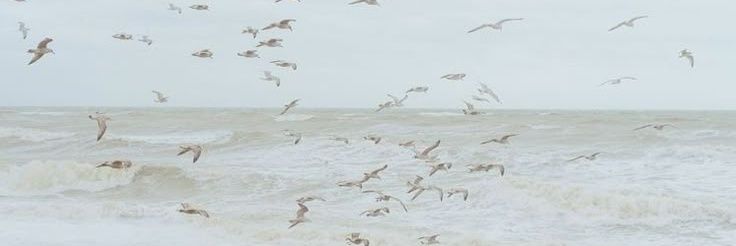 🐚 banner