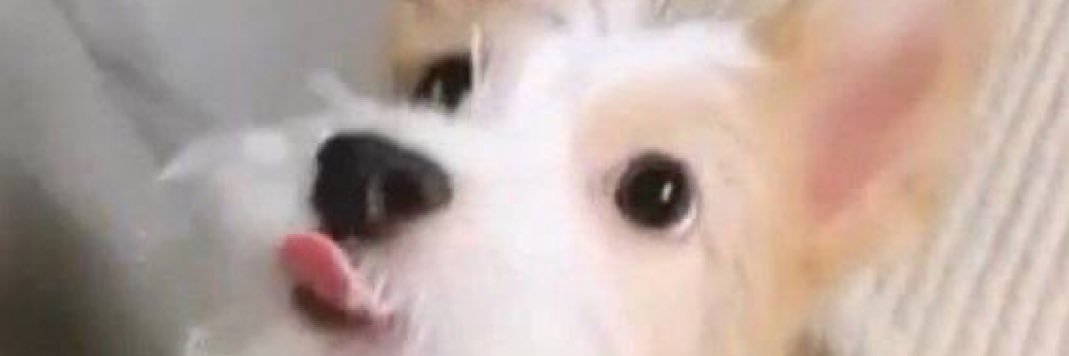 R ▼・ᴥ・▼ banner