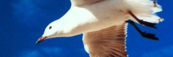 thilogross Profile Banner