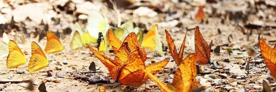 ParkPollinators.org banner