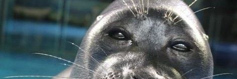 ♦️AbracadOX♦️ banner