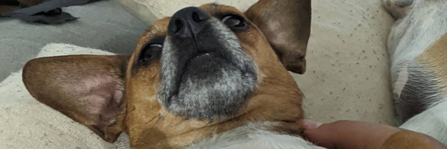 rory 🏳️‍⚧️ banner