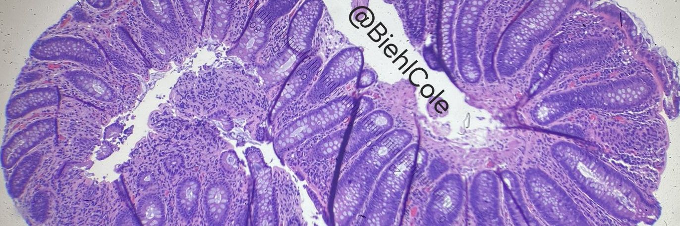 Olivia Sagan, MD (she / her) banner