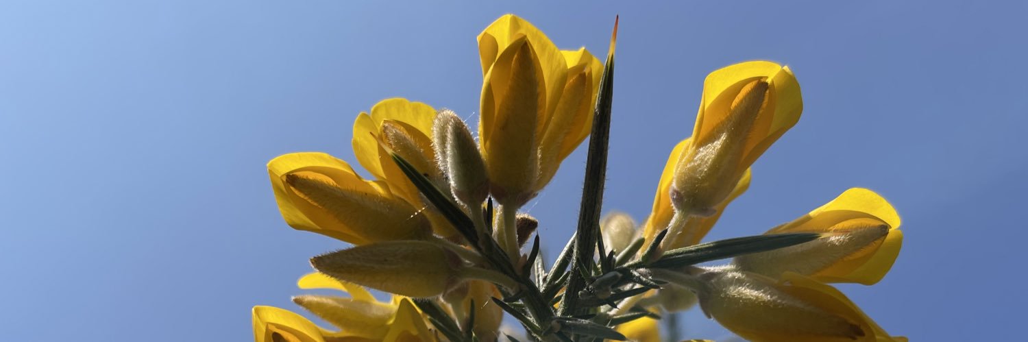 alisonpope's profile banner image