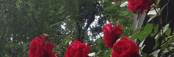 servej4de Profile Banner
