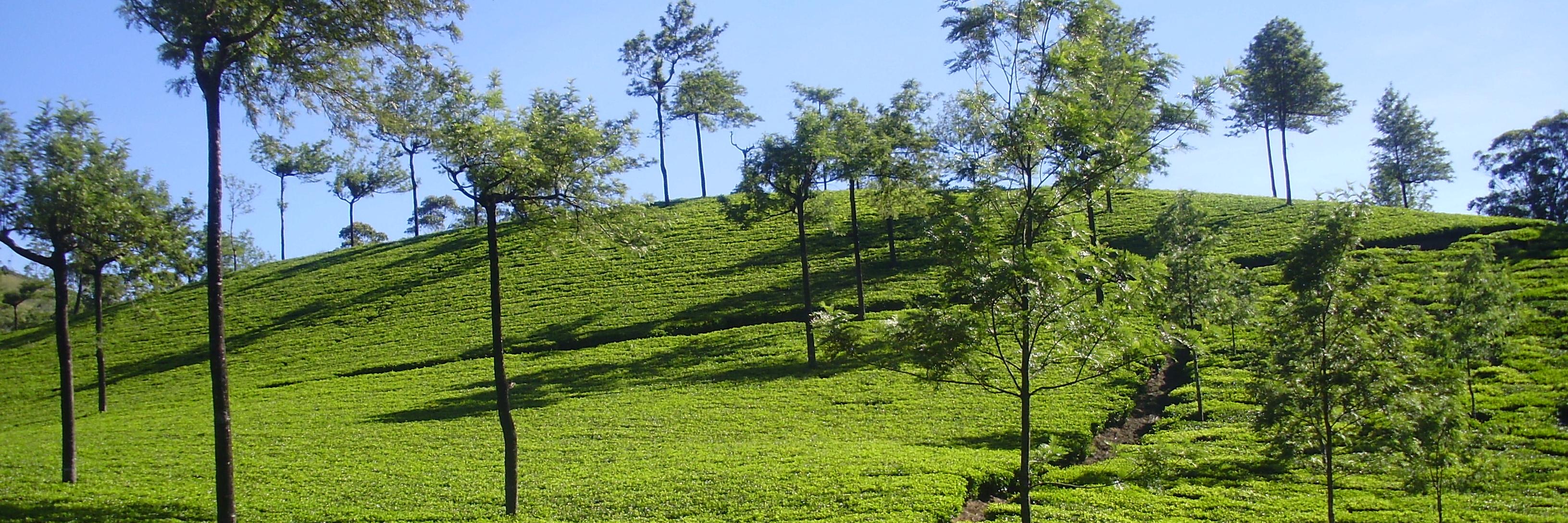 Ramesh Khokrale banner