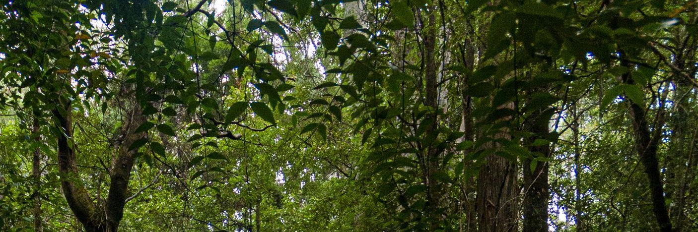 ItsNotATree's profile banner image