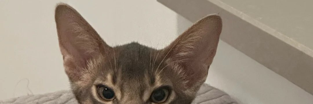 beabadoobee banner