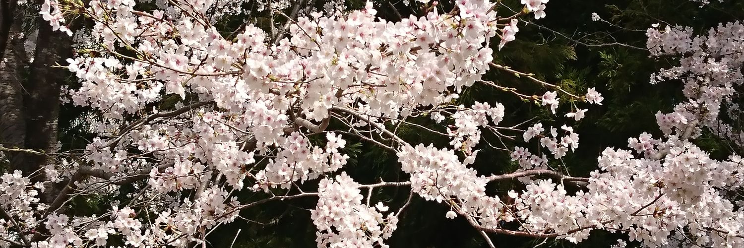 nobyumi's profile banner image