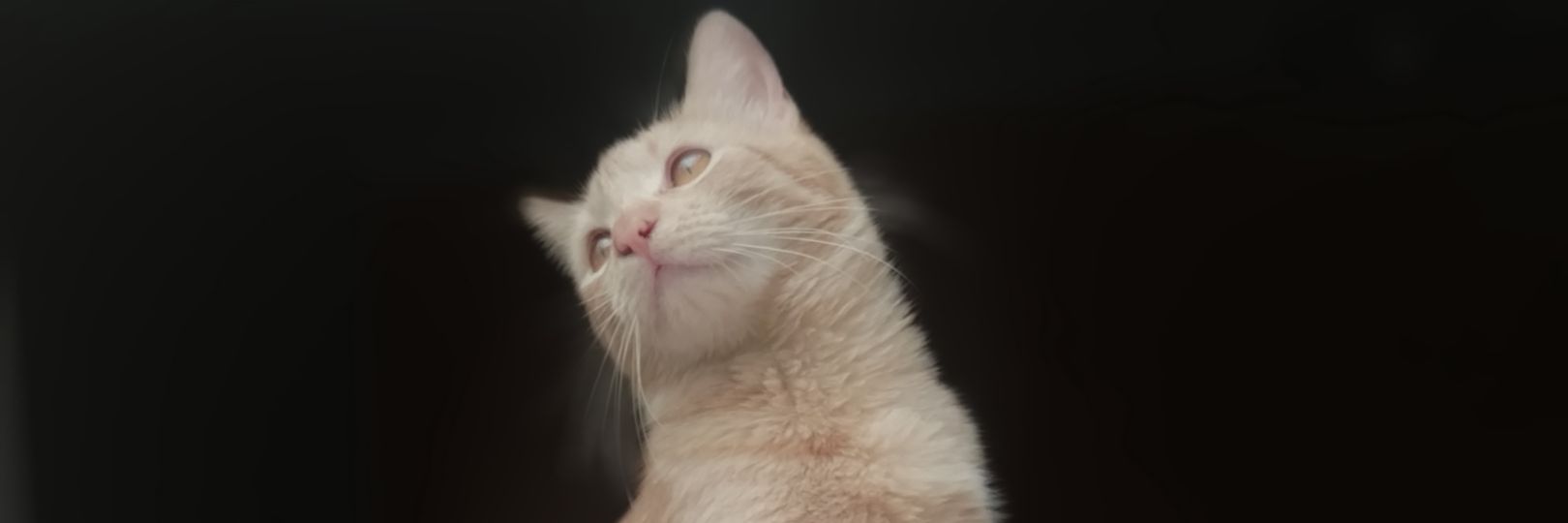 giselletelechea's profile banner image
