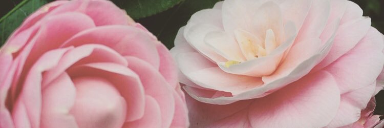 AriFerrarrrri's profile banner image