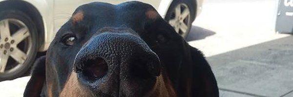 KiplingKear Profile Banner
