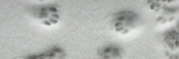 vozduuux's profile banner image