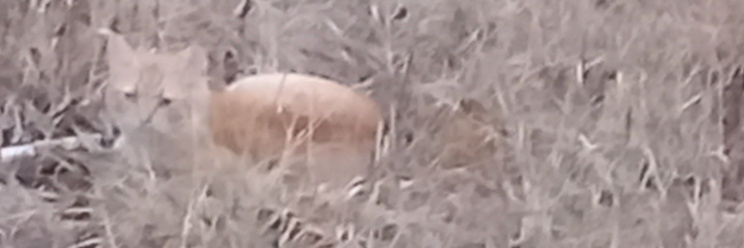 OGorbushina's profile banner image