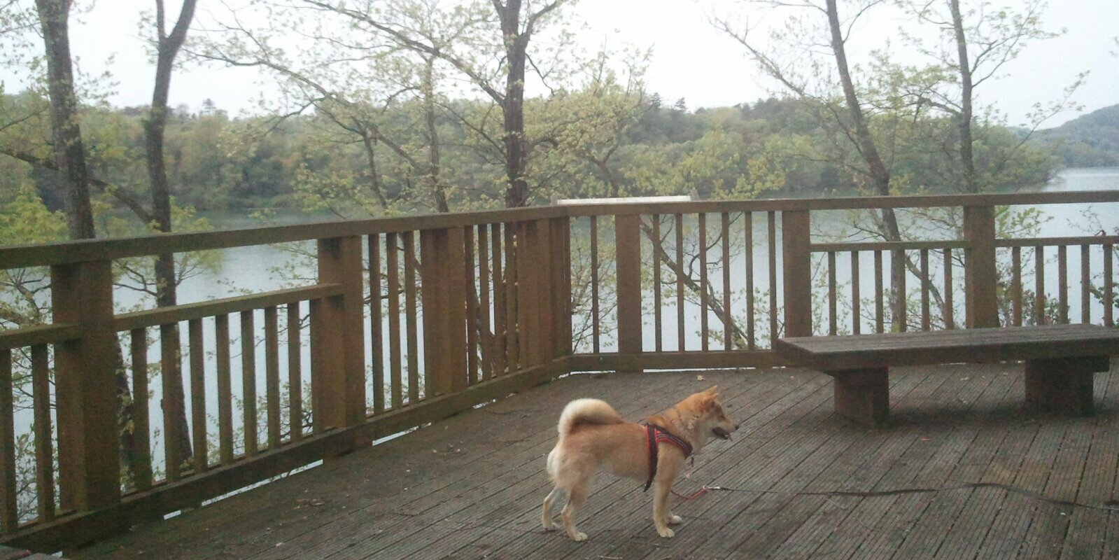 shibainua's profile banner image