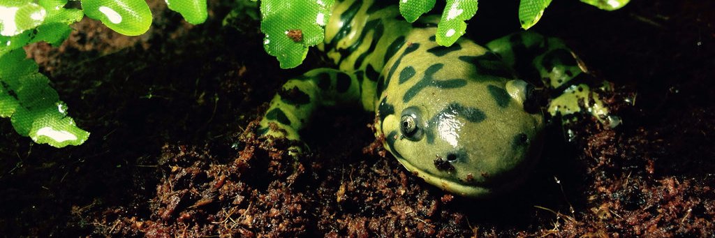 Teeglor's profile banner image