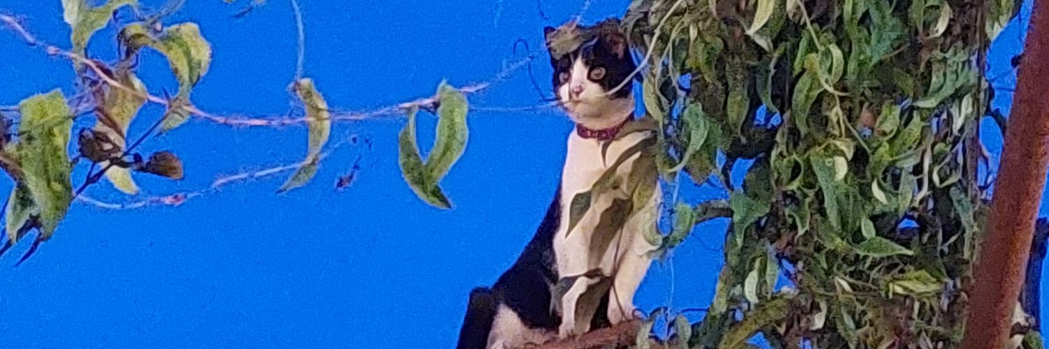 angiermf1's profile banner image