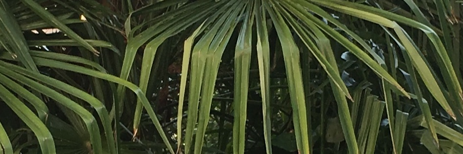 SilviaRaineri's profile banner image