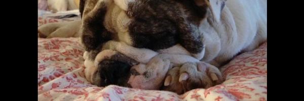 blueliz Profile Banner