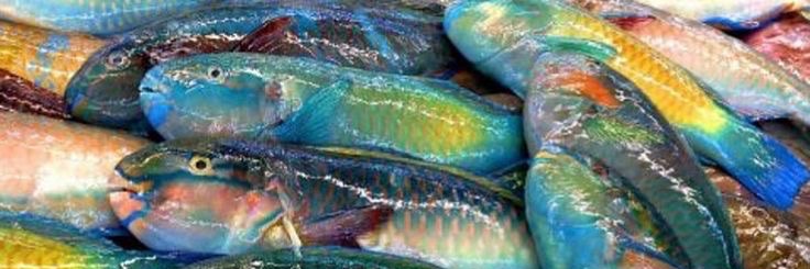 Corn 🌊 banner