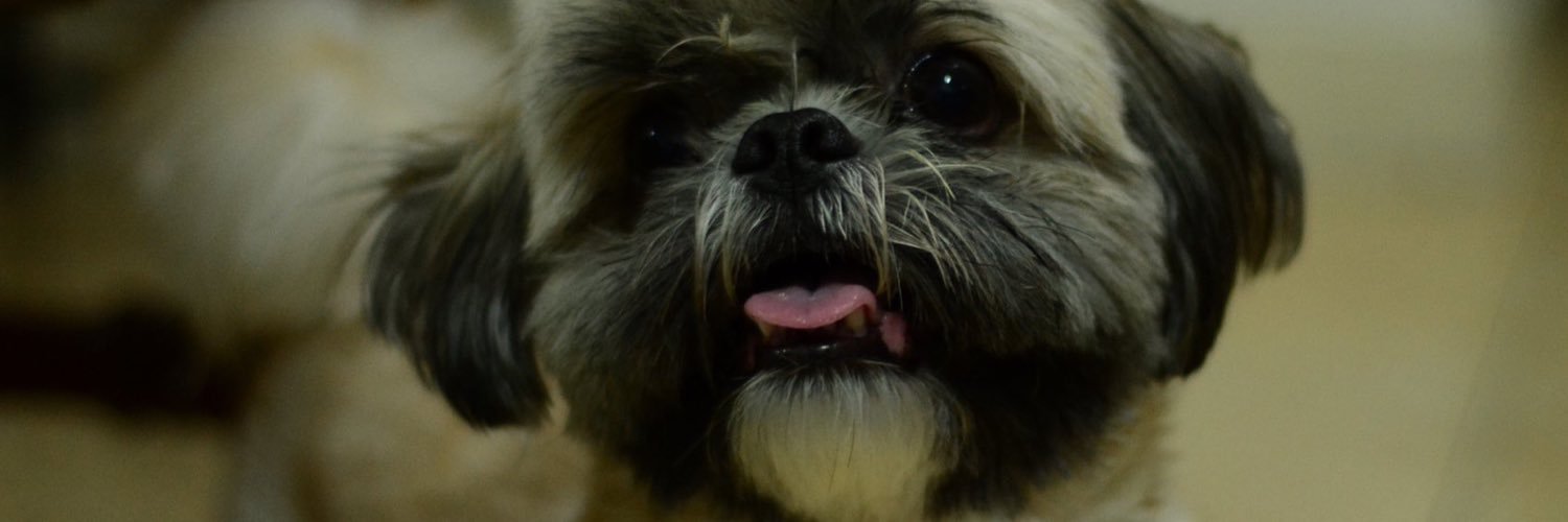 maizey8s's profile banner image