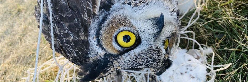 OwlBurrito's profile banner image