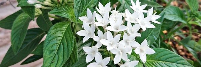 レオン 🐱 庭仕事中🌼🌺 banner