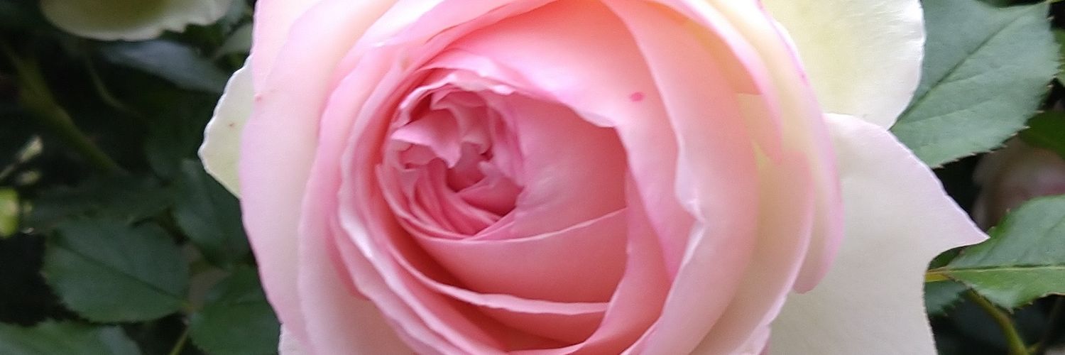 reonkun0422's profile banner image