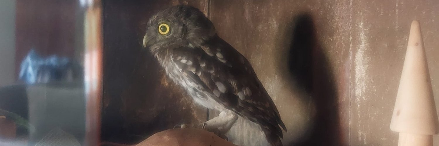 RmMessori's profile banner image