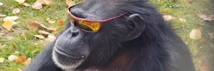 raúl🐒 banner