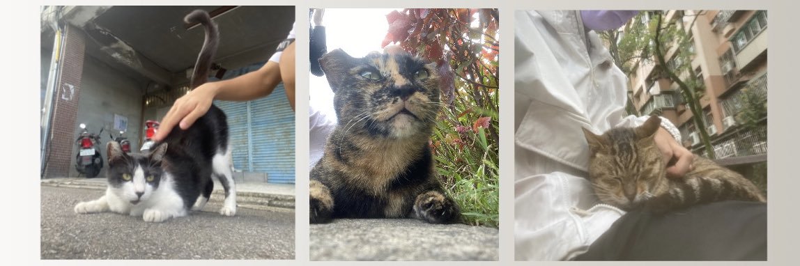 Sanxia veg out boy homebody cat(L.W.H) banner