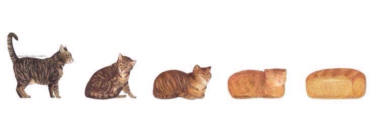 gatos fazendo gatices's banner