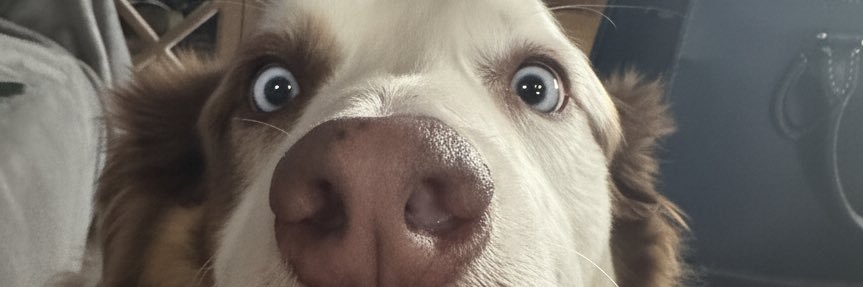 Stephdadee banner