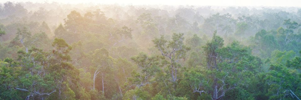 Dr Sara Thornton @sarathornton.bsky.social banner