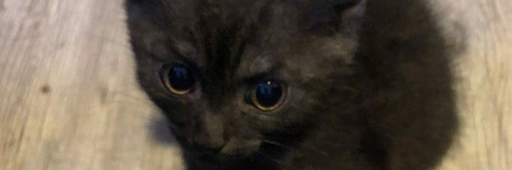 Nazrt_Quare5000's profile banner image
