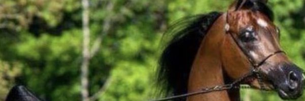 pb52g Profile Banner